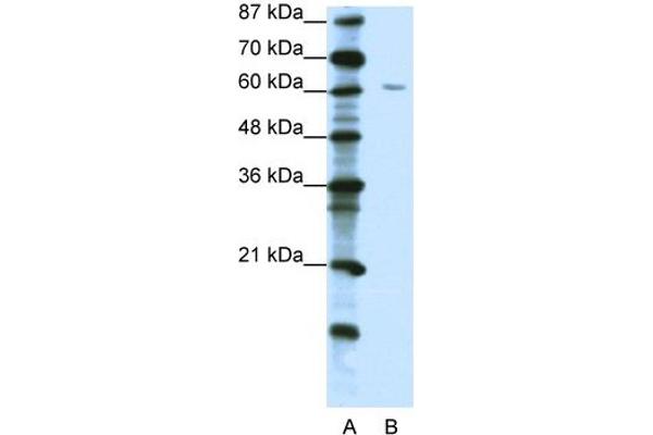 ZNF286A 抗体  (C-Term)