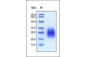 Image no. 2 for Fms-Related tyrosine Kinase 3 Ligand (FLT3LG) (AA 27-185) protein (His tag) (ABIN2181110)