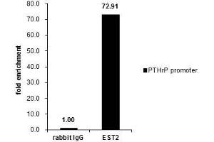 Image no. 1 for anti-V-Ets Erythroblastosis Virus E26 Oncogene Homolog 2 (ETS2) (Center) antibody (ABIN2855845)