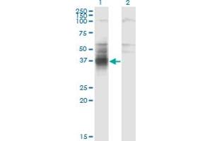 Image no. 2 for anti-Transmembrane and Immunoglobulin Domain Containing 1 (TMIGD1) (AA 1-262) antibody (ABIN531747)