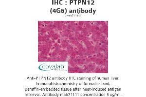 Image no. 1 for anti-Protein Tyrosine Phosphatase G1 (PTPN12) antibody (ABIN1723957)