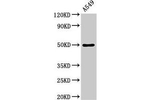 Dopamine Receptor d1 anticorps  (AA 338-446)