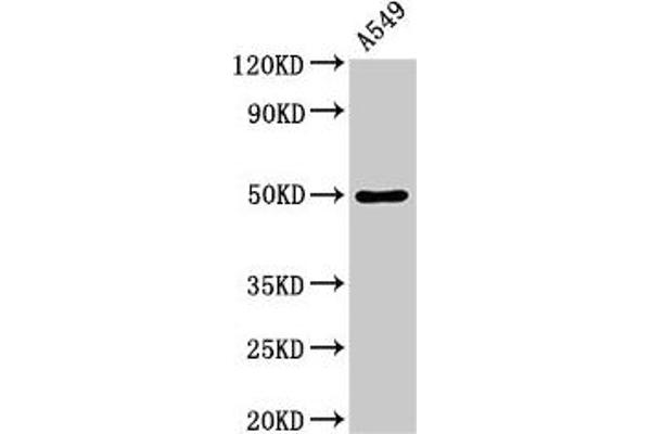 Dopamine Receptor d1 Antikörper  (AA 338-446)