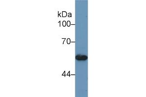 Image no. 1 for anti-Bone Morphogenetic Protein 5 (BMP5) (AA 315-452) antibody (ABIN1175491)