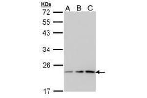 Image no. 1 for anti-Prostaglandin E Synthase 3 (Cytosolic) (PTGES3) (AA 1-130) antibody (ABIN467446)