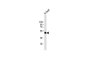 SPHK1 抗体  (AA 286-315)