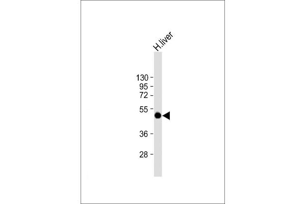 SPHK1 抗体  (AA 286-315)