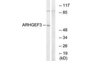 Image no. 1 for anti-rho Guanine Nucleotide Exchange Factor (GEF) 3 (ARHGEF3) (AA 456-505) antibody (ABIN1535299)