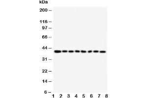 Image no. 2 for anti-Peptidylprolyl Isomerase D (PPID) (AA 351-370) antibody (ABIN3032178)