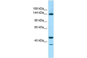 Image no. 2 for anti-TBC1 Domain Family, Member 4 (TBC1D4) (C-Term) antibody (ABIN2789652)