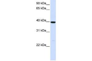 Image no. 1 for anti-Alcohol Dehydrogenase 1A (Class I), alpha Polypeptide (ADH1A) antibody (ABIN2458608)