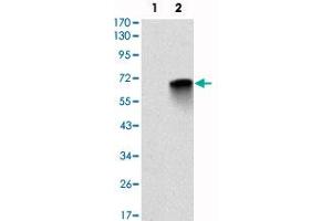 Image no. 6 for anti-Myelin Basic Protein (MBP) antibody (ABIN5583242)