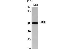 Image no. 2 for anti-Dopamine Receptor D4 (DRD4) (C-Term) antibody (ABIN3184241)