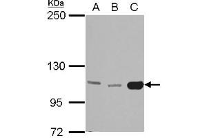 Image no. 2 for anti-Hexokinase 3 (White Cell) (HK3) (AA 535-923) antibody (ABIN1498668)