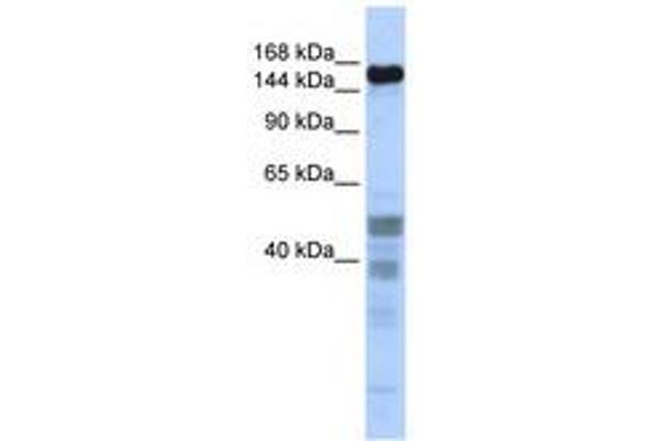 ZNF335 anticorps  (C-Term)