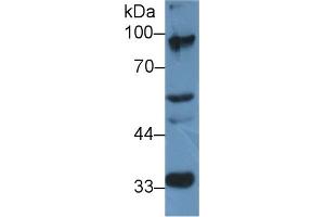 Image no. 2 for anti-Transcription Elongation Factor B (SIII), Polypeptide 3 (110kDa, Elongin A) (TCEB3) (AA 200-344) antibody (ABIN1858711)