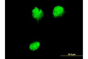 NUP62 antibody  (AA 423-522)