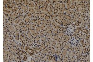 ABIN6279282 at 1/100 staining Mouse kidney tissue by IHC-P.