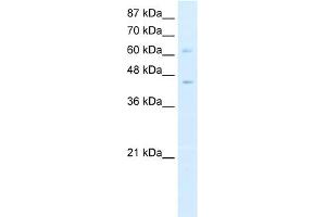 Image no. 1 for anti-Zinc Finger and BTB Domain Containing 3 (ZBTB3) (N-Term) antibody (ABIN2781226)