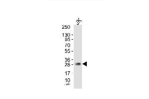 Image no. 1 for anti-Claudin 1 (CLDN1) antibody (ABIN1944909)