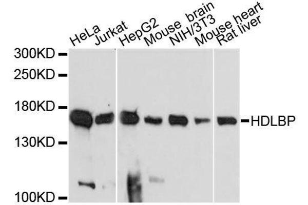HDLBP 抗体  (AA 1035-1268)