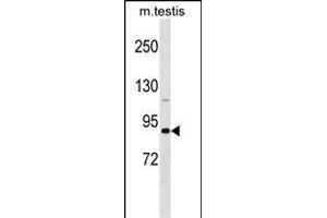 DDX4 Antibody (N-term) (ABIN1538935 and ABIN2848921) western blot analysis in mouse testis tissue lysates (35 μg/lane).