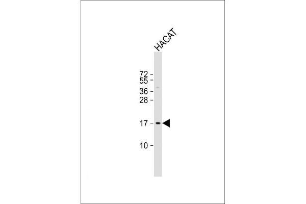 NRARP 抗体  (AA 56-83)