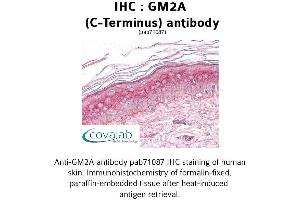 Image no. 2 for anti-GM2 Ganglioside Activator (GM2A) (C-Term) antibody (ABIN1734833)