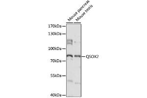 Image no. 1 for anti-Quiescin Q6 Sulfhydryl Oxidase 2 (QSOX2) antibody (ABIN6293741)