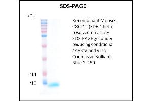 SDS-PAGE (SDS) image for Stromal Cell Derived Factor 1 beta (SDF1b) (Active) protein (ABIN5509389)