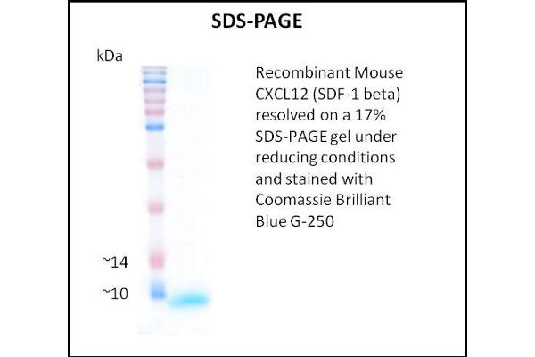 SDF1 beta Protein