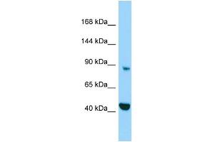 Image no. 1 for anti-Microtubule Associated Monoxygenase, Calponin and LIM Domain Containing 2 (MICAL2) (C-Term) antibody (ABIN2790813)