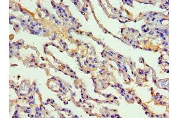 CYP2F1 anticorps  (AA 100-290)