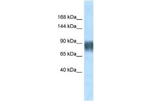 Image no. 1 for anti-Advillin (AVIL) (N-Term) antibody (ABIN2777326)