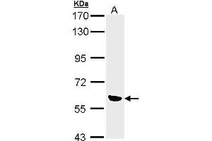 Image no. 2 for anti-Oxidative-Stress Responsive 1 (OXSR1) (Center) antibody (ABIN2856814)