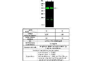 Image no. 1 for anti-Vaccinia Related Kinase 1 (VRK1) (AA 1-396) antibody (ABIN2693207)