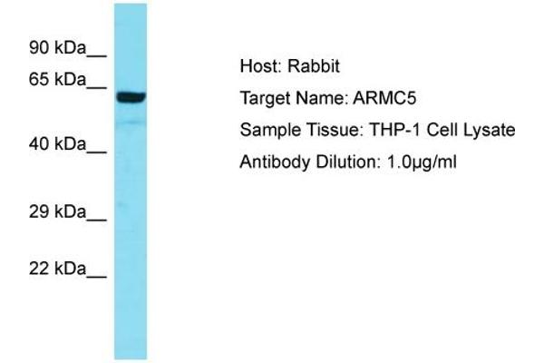 anti-Armadillo Repeat Containing 5 (ARMC5) (N-Term) antibody