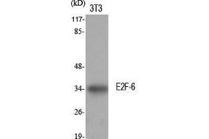 Image no. 2 for anti-E2F Transcription Factor 6 (E2F6) (Internal Region) antibody (ABIN3184381)