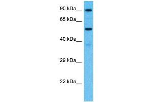 Image no. 1 for anti-Protocadherin beta 7 (PCDHb7) (Middle Region) antibody (ABIN5515618)