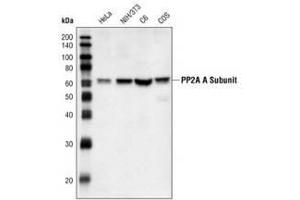 Image no. 1 for anti-Protein Phosphatase 2, Regulatory Subunit A, alpha (PPP2R1A) (C-Term) antibody (ABIN354403)