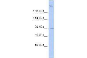 Image no. 1 for anti-Oxysterol Binding Protein-Like 3 (OSBPL3) (N-Term) antibody (ABIN2782305)