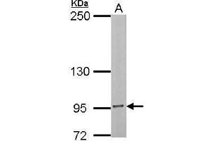 WB Image Sample (30 ug of whole cell lysate) A: NIH-3T3 5% SDS PAGE antibody diluted at 1:1000