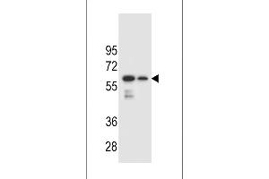CHST3 antibody  (N-Term)