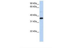 Image no. 1 for anti-Prostaglandin Reductase 1 (PTGR1) (N-Term) antibody (ABIN6739012)