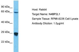 Image no. 1 for anti-NEDD4 Binding Protein 2-Like 1 (N4BP2L1) (C-Term) antibody (ABIN2774559)