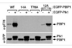Western blot using  affinity purified anti-MLF1IP pT78 antibody shows detection of MLF1IP phosphorylated at Thr78.