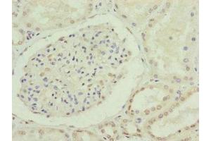 CDC45 antibody  (AA 1-270)