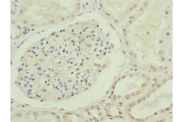 CDC45 antibody  (AA 1-270)