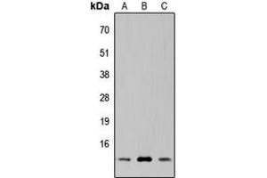 Image no. 1 for anti-Suppressor of Ty 4 Homolog 1 (SUPT4H1) (C-Term) antibody (ABIN2705271)