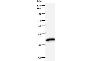 Image no. 2 for anti-TAF9B RNA Polymerase II, TATA Box Binding Protein (TBP)-Associated Factor, 31kDa (TAF9B) antibody (ABIN933163)